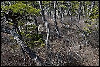Twisted pine trees, Isle Au Haut. Acadia National Park, Maine, USA. (color)