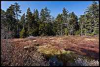 Bog and forest, Isle Au Haut. Acadia National Park, Maine, USA. (color)