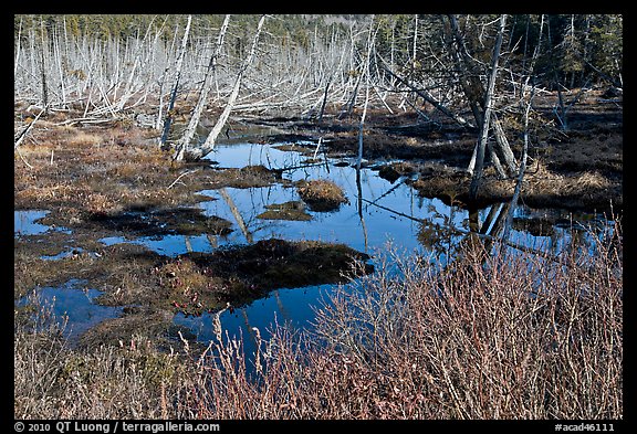 Tree skeletons and swamp, Isle Au Haut. Acadia National Park, Maine, USA.