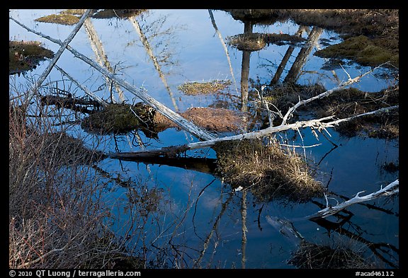 Swamp reflections, Isle Au Haut. Acadia National Park, Maine, USA.