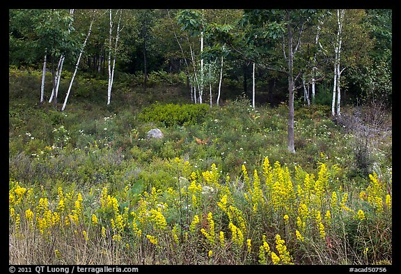 Goldenrod flowers and birch trees. Acadia National Park, Maine, USA.