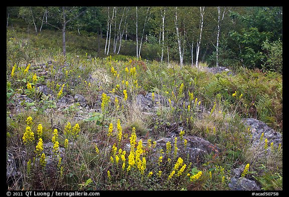 Meadow bordered by trees, with summer flowers. Acadia National Park, Maine, USA.