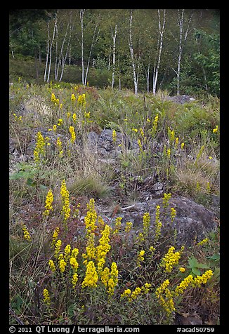 Goldenrods and birches. Acadia National Park, Maine, USA.