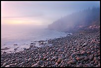 Boulder beach and cliffs in fog, dawn. Acadia National Park, Maine, USA. (color)