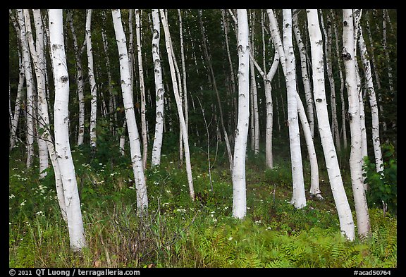 Birch tree trunks in summer. Acadia National Park, Maine, USA.