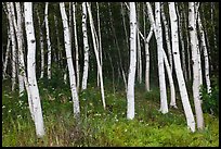 Birch tree trunks in summer. Acadia National Park, Maine, USA.