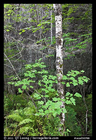Vine maple and birch tree, and cliff in summer. Acadia National Park, Maine, USA.