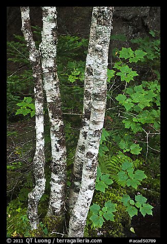 Maple leaves and birch trunks in summer. Acadia National Park, Maine, USA.