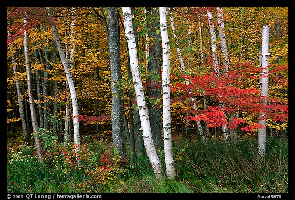 White birch and maples in autumn. Acadia National Park, Maine, USA.