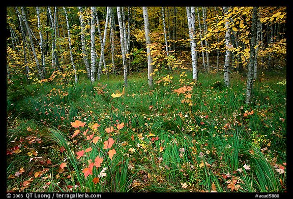 Grasses, fallen leaves, birches. Acadia National Park, Maine, USA.