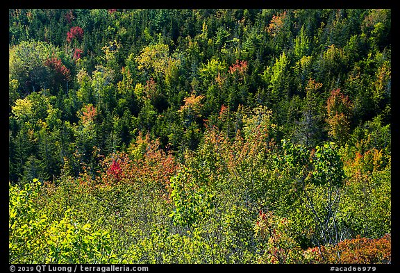 Shrubs and trees on hillside, early fall. Acadia National Park (color)