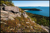 Shrubs and flowers on ledge overlooking coast. Acadia National Park ( color)