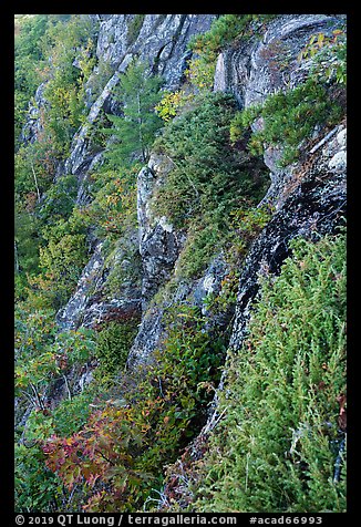 Cliffs below Champlain Mountain. Acadia National Park, Maine, USA.