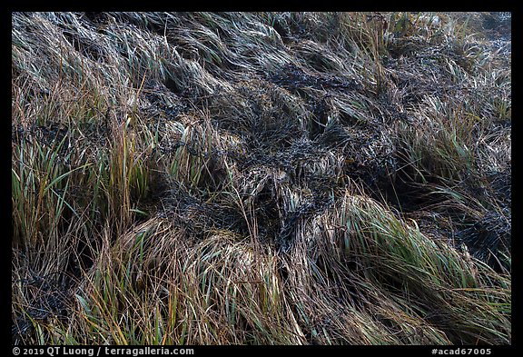 Close-up of grasses. Acadia National Park (color)