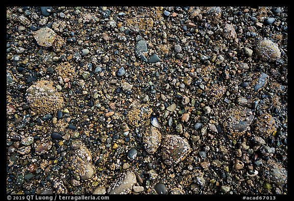 Close up of sea floor exposed at low tide. Acadia National Park, Maine, USA.