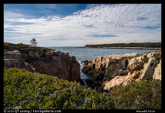 Wildflowers and Schoodic Point from Little Moose Island. Acadia National Park, Maine, USA.