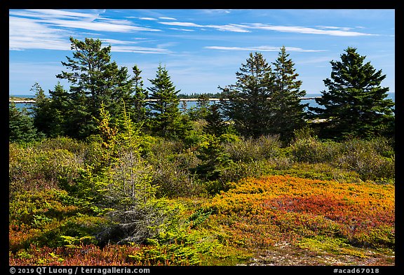 Autumn colors, Little Moose Island, Schoodic Peninsula. Acadia National Park (color)