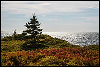 Autumn colors and shimmering sea, Little Moose Island. Acadia National Park ( color)
