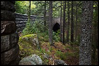 Forest and Hemlock Bridge. Acadia National Park ( color)