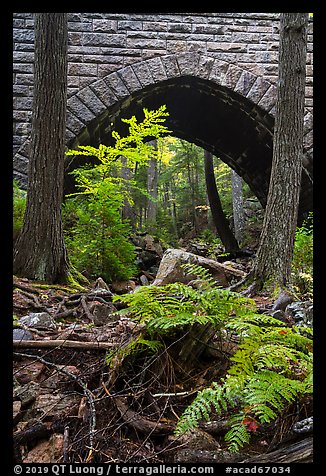 Ferns and Hemlock Bridge. Acadia National Park (color)