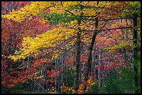 Hardwood trees in autumn foliage. Acadia National Park ( color)