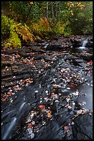 Duck Brook with fallen leaves. Acadia National Park ( color)