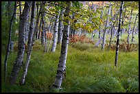 Birch trees, Jesup Path. Acadia National Park ( color)
