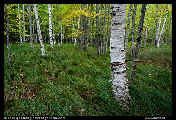 Grasses and birch trees, Sieur de Monts. Acadia National Park (color)