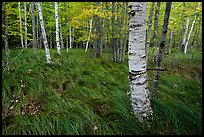 Grasses and birch trees, Sieur de Monts. Acadia National Park ( color)