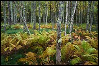 Ferns and trees, Sieur de Monts. Acadia National Park ( color)