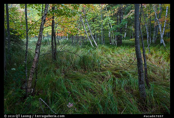Grasses and trees, Jesup Path. Acadia National Park (color)