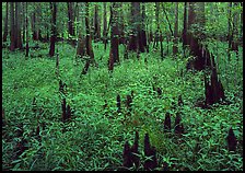 Dry swamp with cypress knees in summer. Congaree National Park, South Carolina, USA.