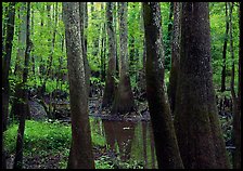 Swamp with bald Cypress and tupelo in summer. Congaree National Park, South Carolina, USA.