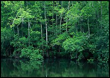 Trees reflected in pond in summer. Congaree National Park ( color)