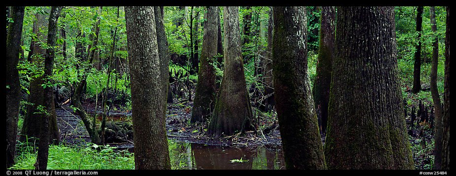 Green swamp forest in summer. Congaree National Park (color)