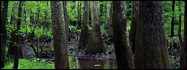 Green swamp forest in summer. Congaree National Park (Panoramic color)
