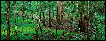Floodplain hardwood forest in summer. Congaree National Park (Panoramic color)