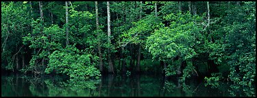 Summer green forest reflected in pond. Congaree National Park (Panoramic color)