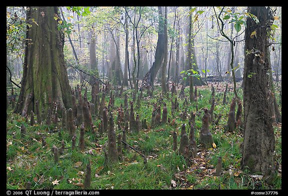 Cypress knees in misty forest. Congaree National Park, South Carolina, USA.