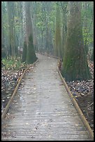 Low boardwalk in misty weather. Congaree National Park, South Carolina, USA.