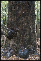 Base of giant loblolly pine tree. Congaree National Park, South Carolina, USA. (color)