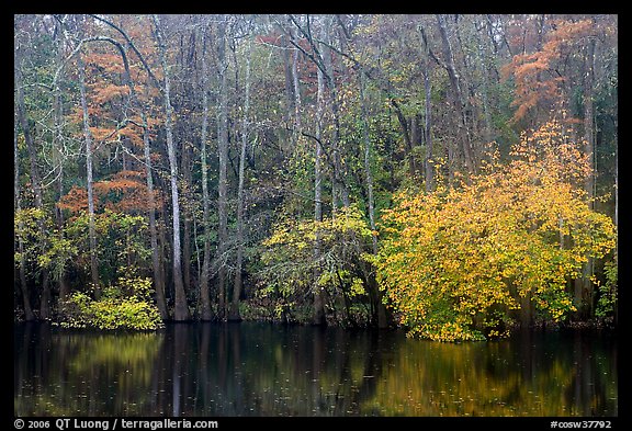 Cypress trees and autumn colors, Weston Lake. Congaree National Park, South Carolina, USA.