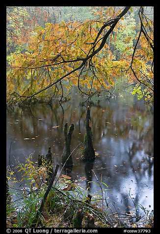 Branch of cypress in fall color overhanging above Weston Lake. Congaree National Park, South Carolina, USA.