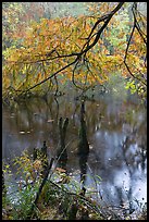 Branch of cypress in fall color overhanging above Weston Lake. Congaree National Park, South Carolina, USA.