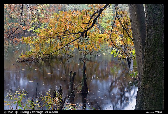 Bald cypress and branch with needles in fall color at edge of Weston Lake. Congaree National Park, South Carolina, USA.