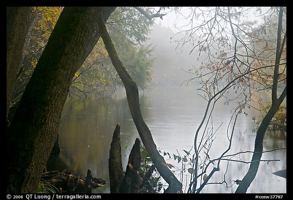 Weston Lake and fog. Congaree National Park, South Carolina, USA.