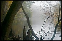 Weston Lake and fog. Congaree National Park ( color)