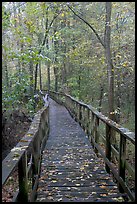 High boardwalk with fallen leaves. Congaree National Park, South Carolina, USA.