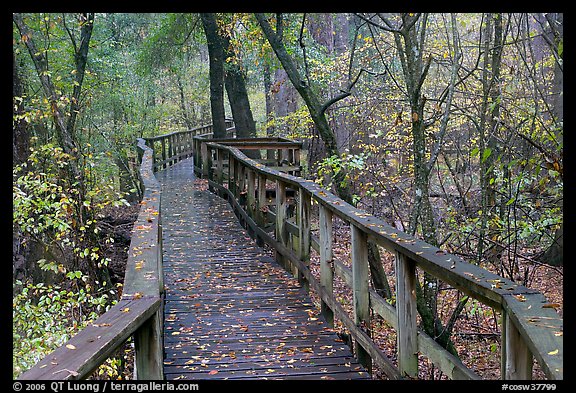 High boardwalk in deciduous forest with fallen leaves. Congaree National Park, South Carolina, USA.