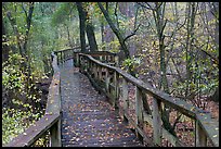 High boardwalk in deciduous forest with fallen leaves. Congaree National Park, South Carolina, USA. (color)